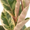 Ficus Elastica Tineke - Bonte Rubberboom