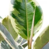 Ficus elastica 'Tineke' - Rubberboom