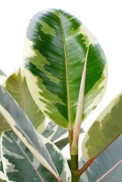 Ficus elastica 'Tineke' - Rubberboom