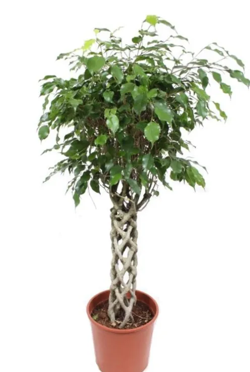 Ficus Exotica