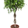 Ficus Exotica