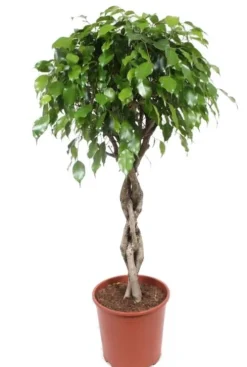 Ficus Exotica