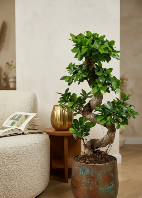 Ficus Ginseng Bonsai - Rubberboom
