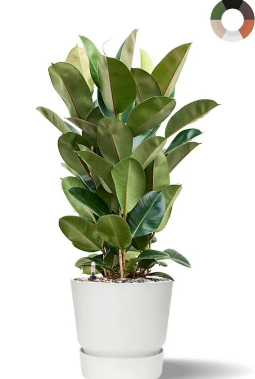 Ficus in Elho pot - Rubberboom