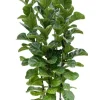 Ficus lyrata bambino - Tabaksplant