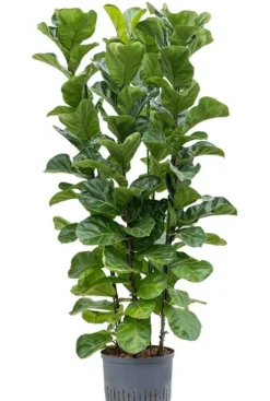 Ficus lyrata bambino - Tabaksplant