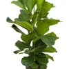 Ficus lyrata - Tabaksplant