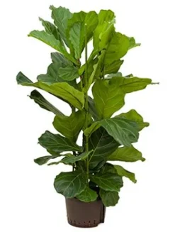Ficus lyrata - Tabaksplant