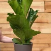 Ficus lyrata - Tabaksplant