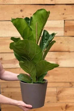 Ficus lyrata - Tabaksplant