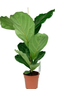 Ficus lyrata - Tabaksplant