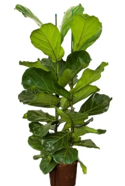 Ficus lyrata - Tabaksplant