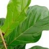 Ficus lyrata - Tabaksplant