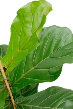 Ficus lyrata - Tabaksplant