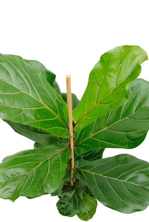 Ficus lyrata - Tabaksplant