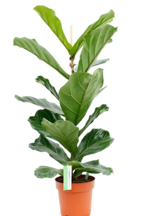 Ficus lyrata - Tabaksplant