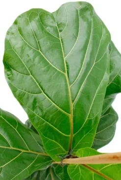 Ficus lyrata - Tabaksplant