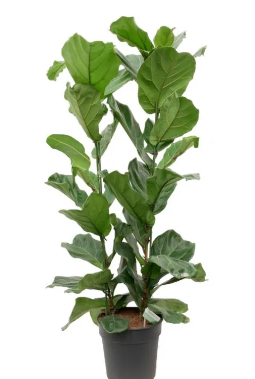 Ficus lyrata - Tabaksplant