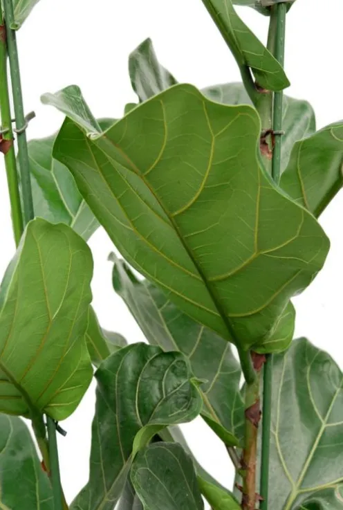 Ficus lyrata - Tabaksplant
