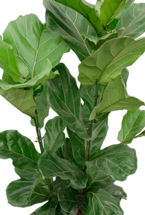 Ficus lyrata - Tabaksplant