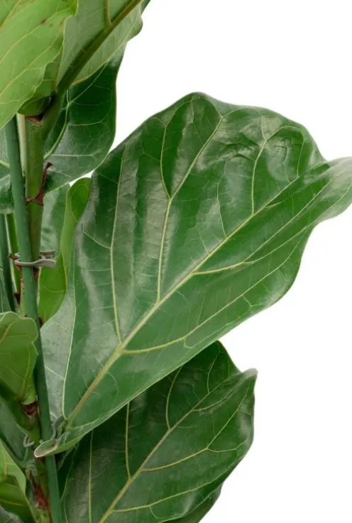 Ficus lyrata - Tabaksplant