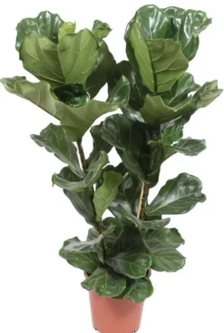 Ficus Lyrata - Tabaksplant