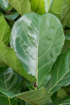 Ficus Lyrata - Tabaksplant