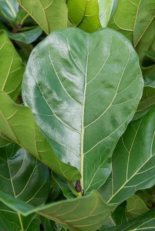 Ficus Lyrata - Tabaksplant