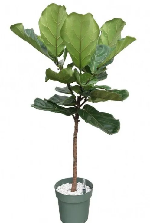 Ficus Lyrata - Tabaksplant