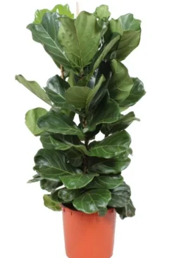 Ficus Lyrata - Tabaksplant