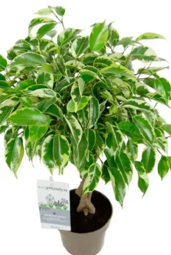 Ficus Marole - Treurvijg