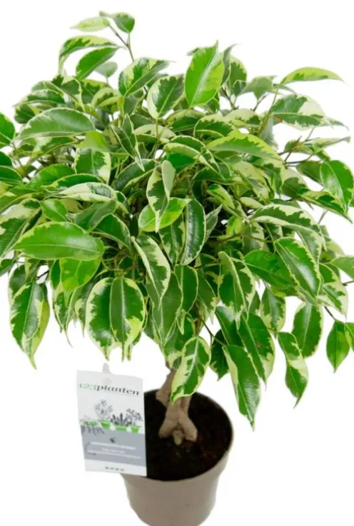 Ficus Marole - Treurvijg
