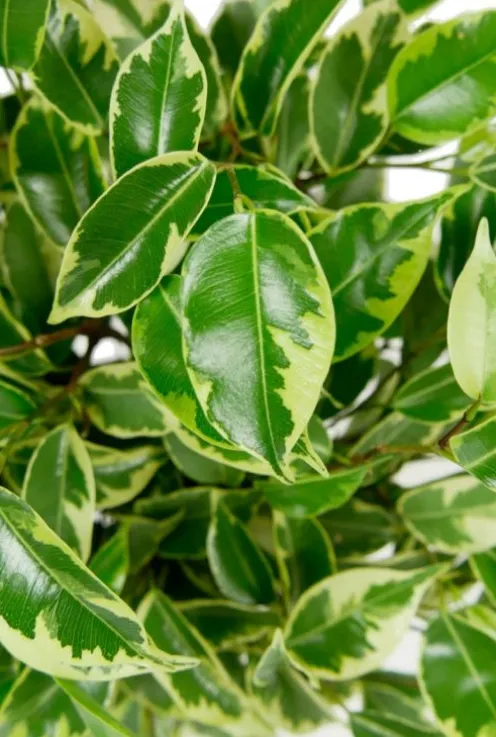 Ficus Marole - Treurvijg