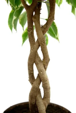 Ficus Marole - Treurvijg
