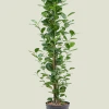 Ficus microcarpa 'Moclame' - Rubberboom