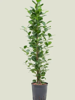 Ficus microcarpa 'Moclame' - Rubberboom