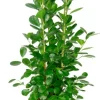 Ficus moclame - Rubberboom