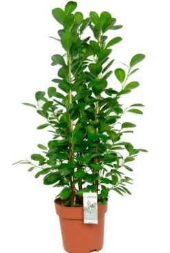 Ficus moclame - Rubberboom