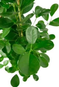 Ficus moclame - Rubberboom