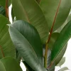 Ficus Robusta - Rubberplant