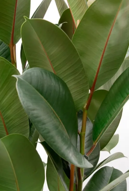 Ficus Robusta - Rubberplant