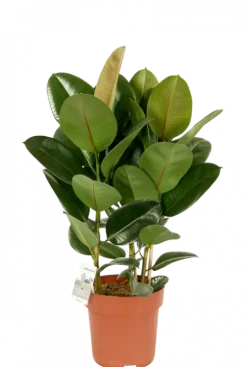 Ficus Robusta - Rubberplant
