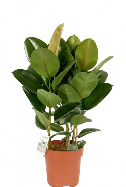 Ficus Robusta - Rubberplant