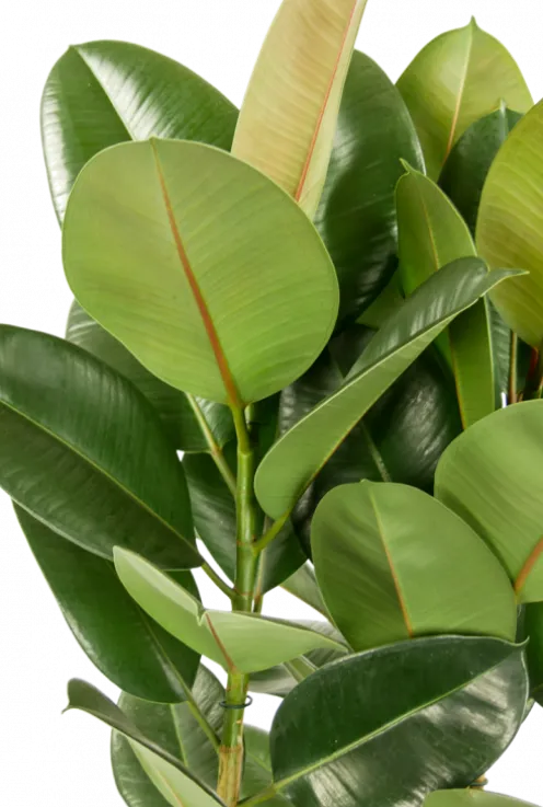 Ficus Robusta - Rubberplant