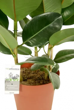 Ficus Robusta - Rubberplant