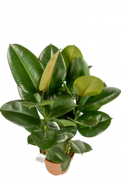 Ficus Robusta - Rubberplant