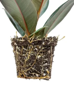 Ficus Robusta - Stekje