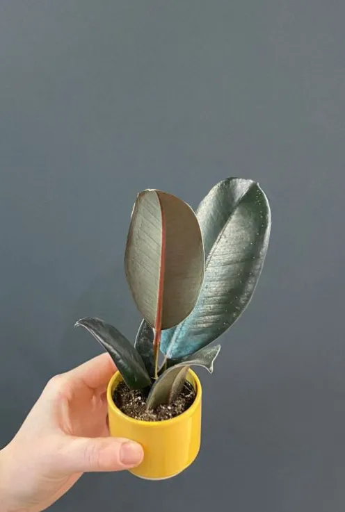 Ficus Robusta - Stekje