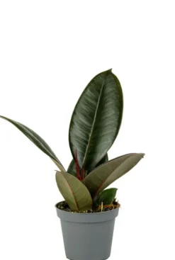 Ficus Robusta - Stekje