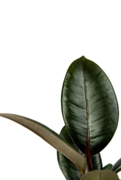 Ficus Robusta - Stekje